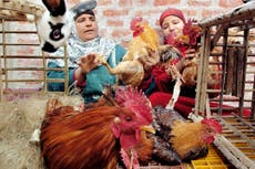 Egypt reports bird flu outbreaks in rural area