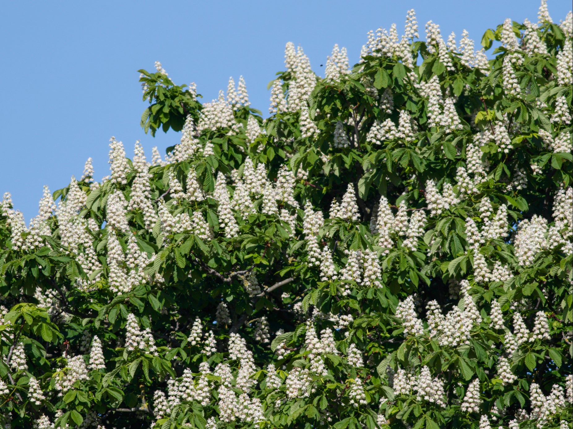 Horse chestnuts blossom after they have already come into leaf