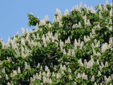 Growing gap between trees flowering and leafing as world warms