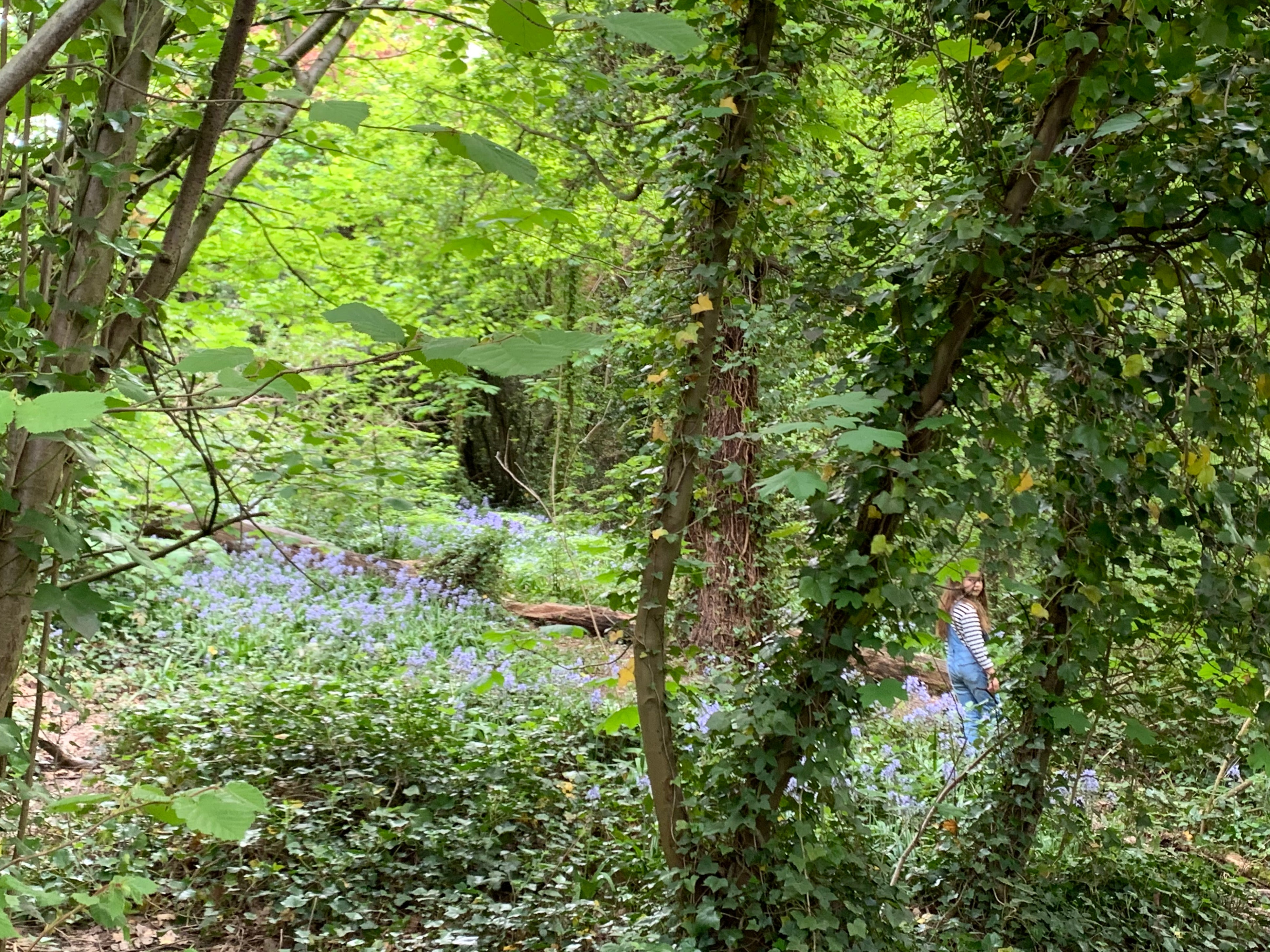 Part of the Green Chain Walk