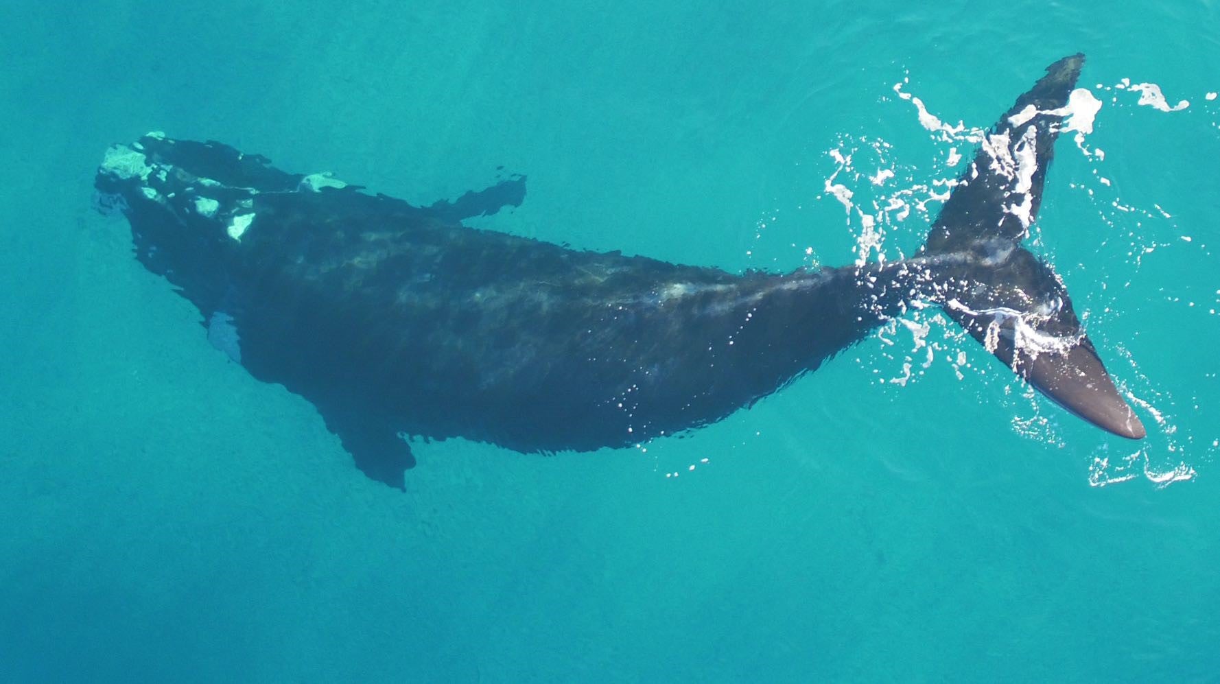 A southern right whale near South Africa