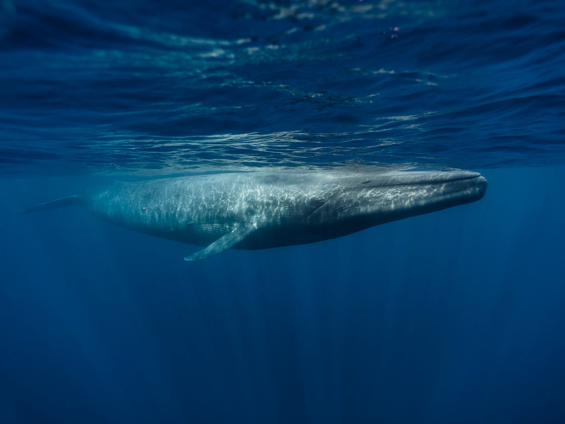 Blue whales can grow up to 30 metres long