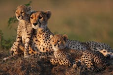 Why it may not be full speed ahead for India’s plan to bring back cheetahs