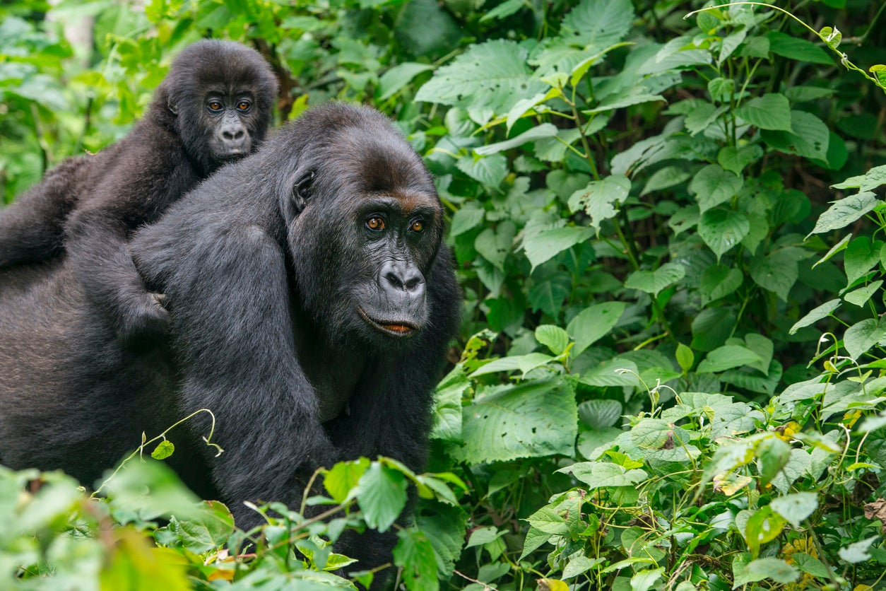 The Kahuzi-Biega National Park is a UNESCO World Heritage site home to hundreds of species of birds and one of the last groups of eastern lowland gorillas, also known as Grauer's gorillas
