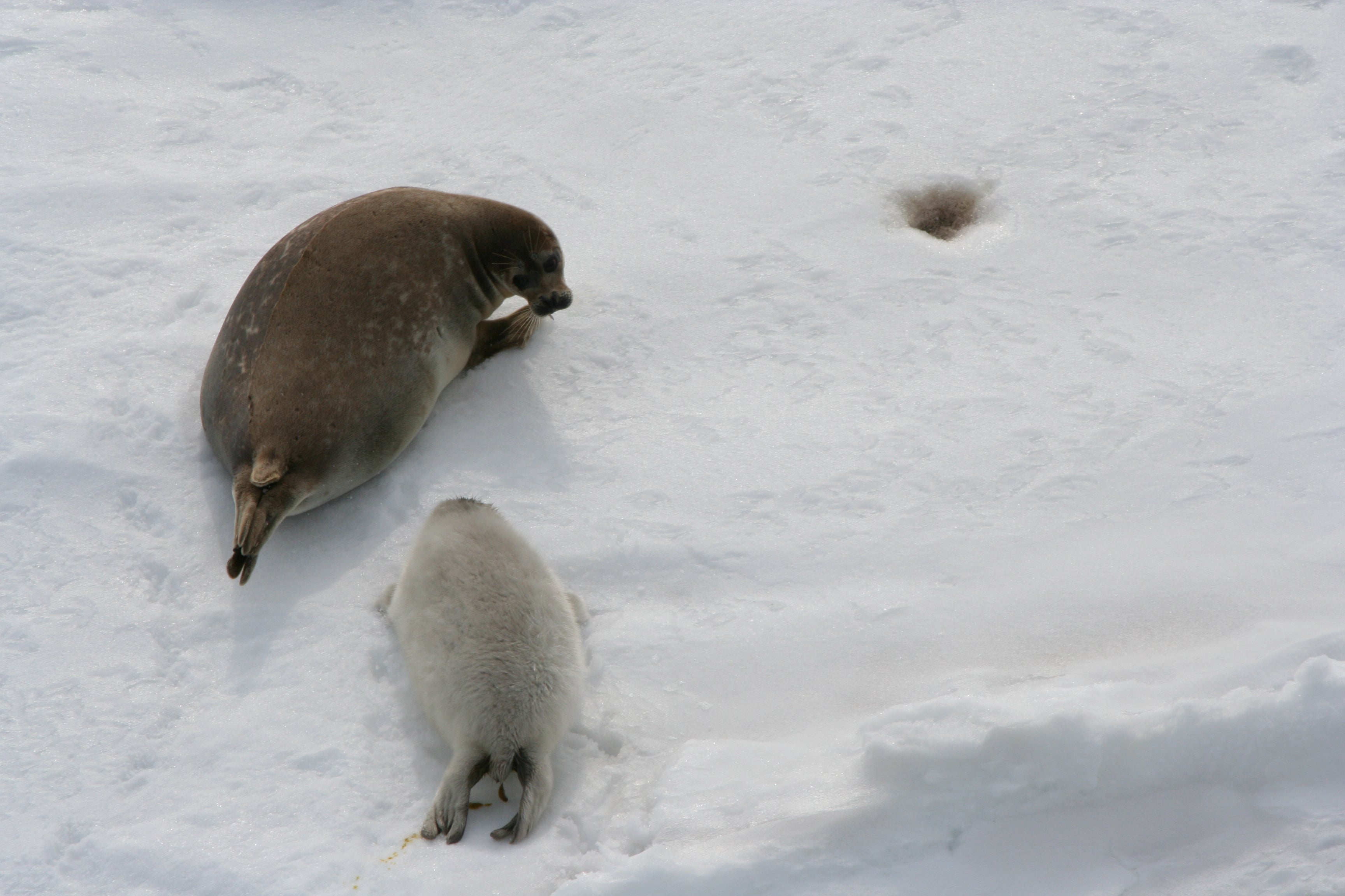 The already-endangered Caspian seal raises its young on the sea ice and is particularly at risk