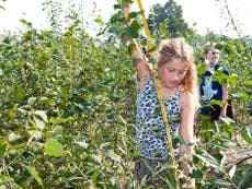 Inside the scheme to plant 150 mini-forests in British cities