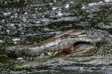 Crocodile bites and volcanic eruption injuries treated by NHS in last year