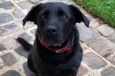 Macron’s dog in video plea to be kind to rescued pets