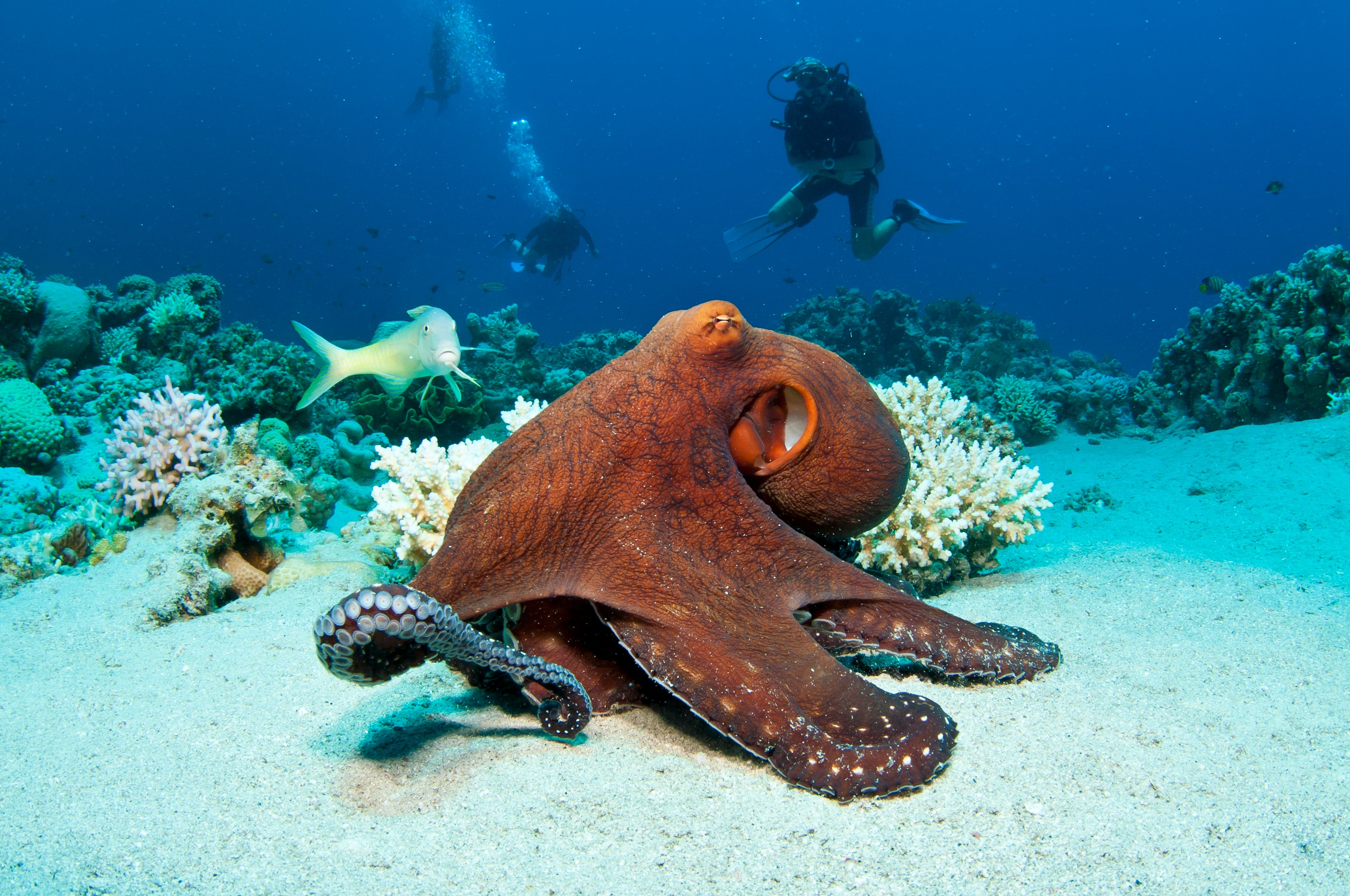 Octopuses sometimes punch fish out of spite, scientists say