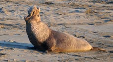 Man faces prison for shooting dead elephant seal on California beach