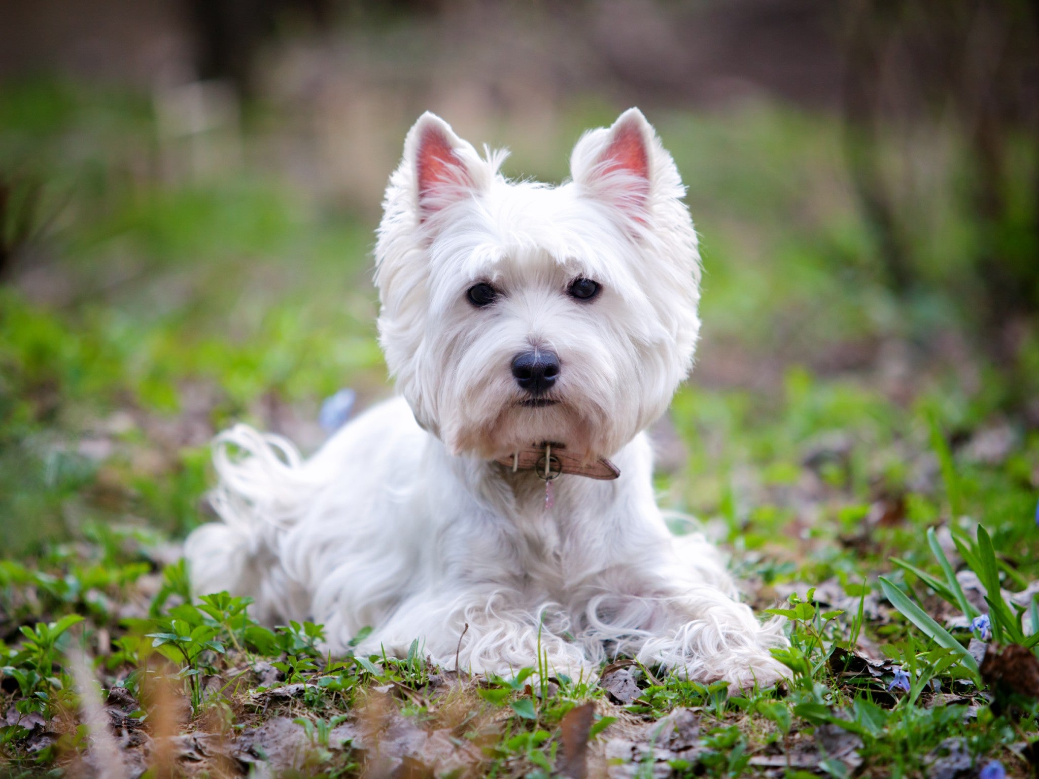 Tony Robinson and his wife adopted a west highland terrier