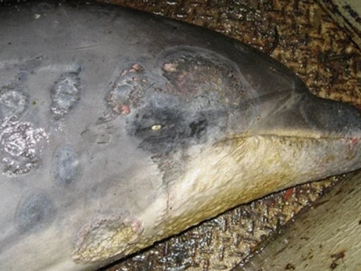 Fatal skin disease in dolphins linked to climate crisis