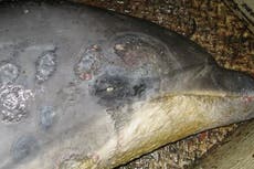 Fatal skin disease in dolphins linked to climate crisis