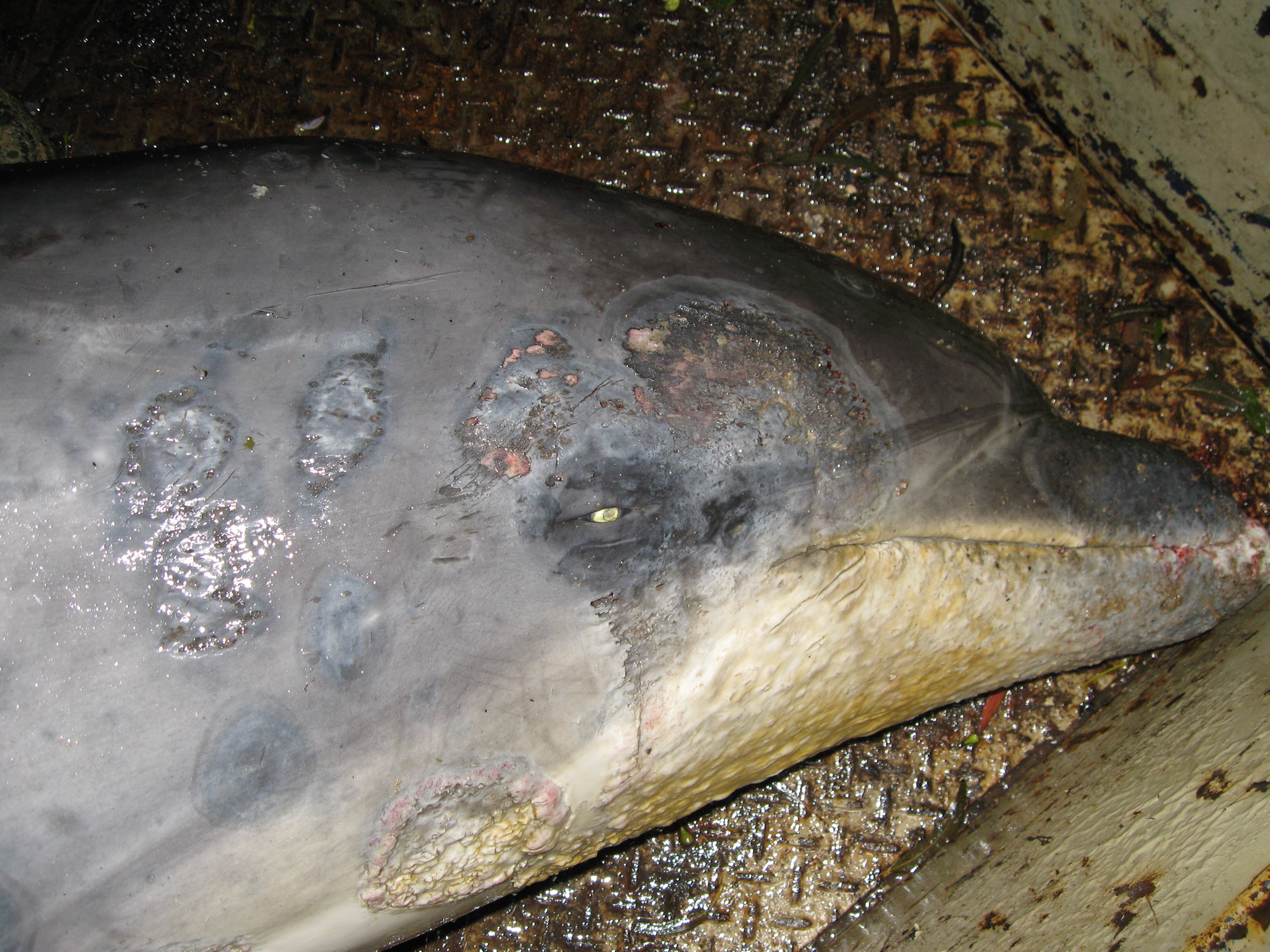 A Burrunan dolphin in Australia suffering from the fatal skin disease which scientists have linked to the climate crisis