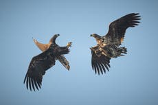 Rare white-tailed eagles soar back from extinction in southern Britain