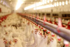 Will lab-grown meat be better for the animals we eat?