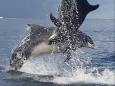 ‘Partying’ dolphins among sea creatures spotted in UK waters in 2020