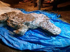 Well-preserved Ice Age woolly rhino found in Siberia