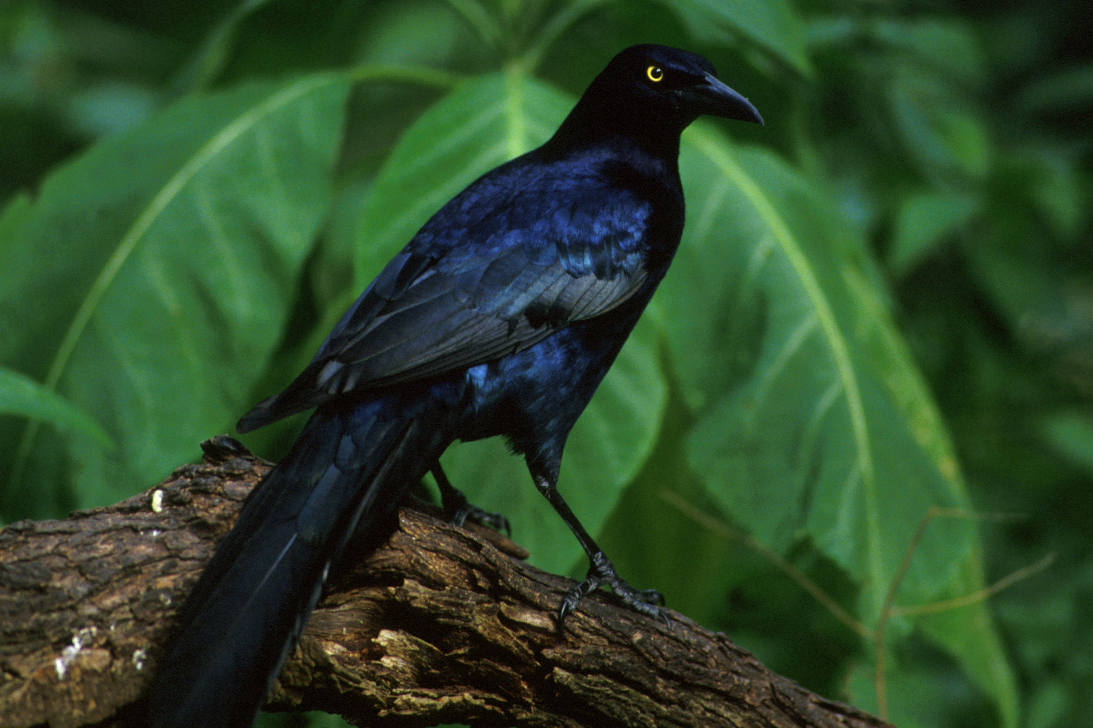 Great-tailed grackle (Quiscalus mexicanus)