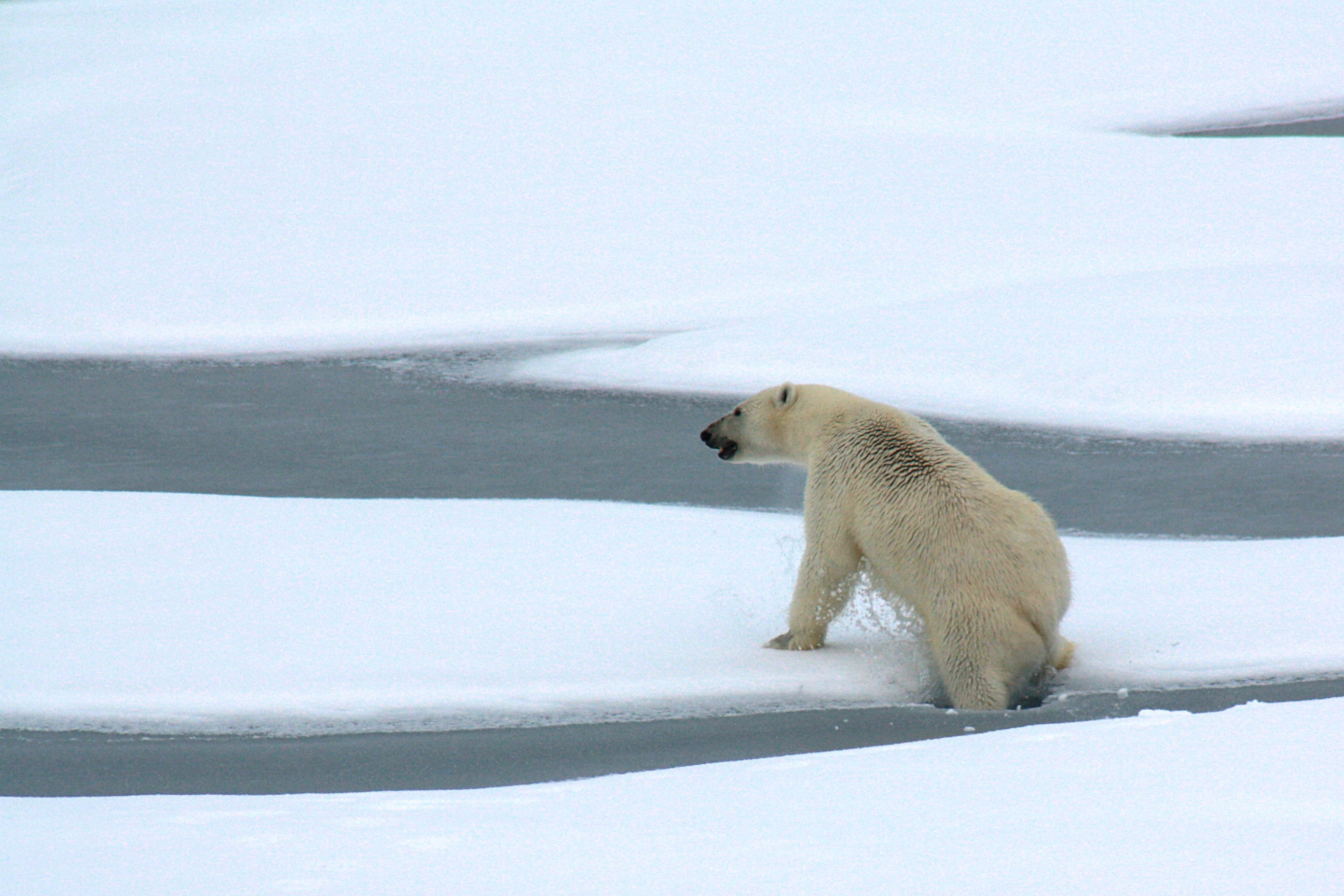 A polar bear breaks through thin Arctic Ocean ice a decade ago. The Arctic region has endured one of its hottest years in 2020