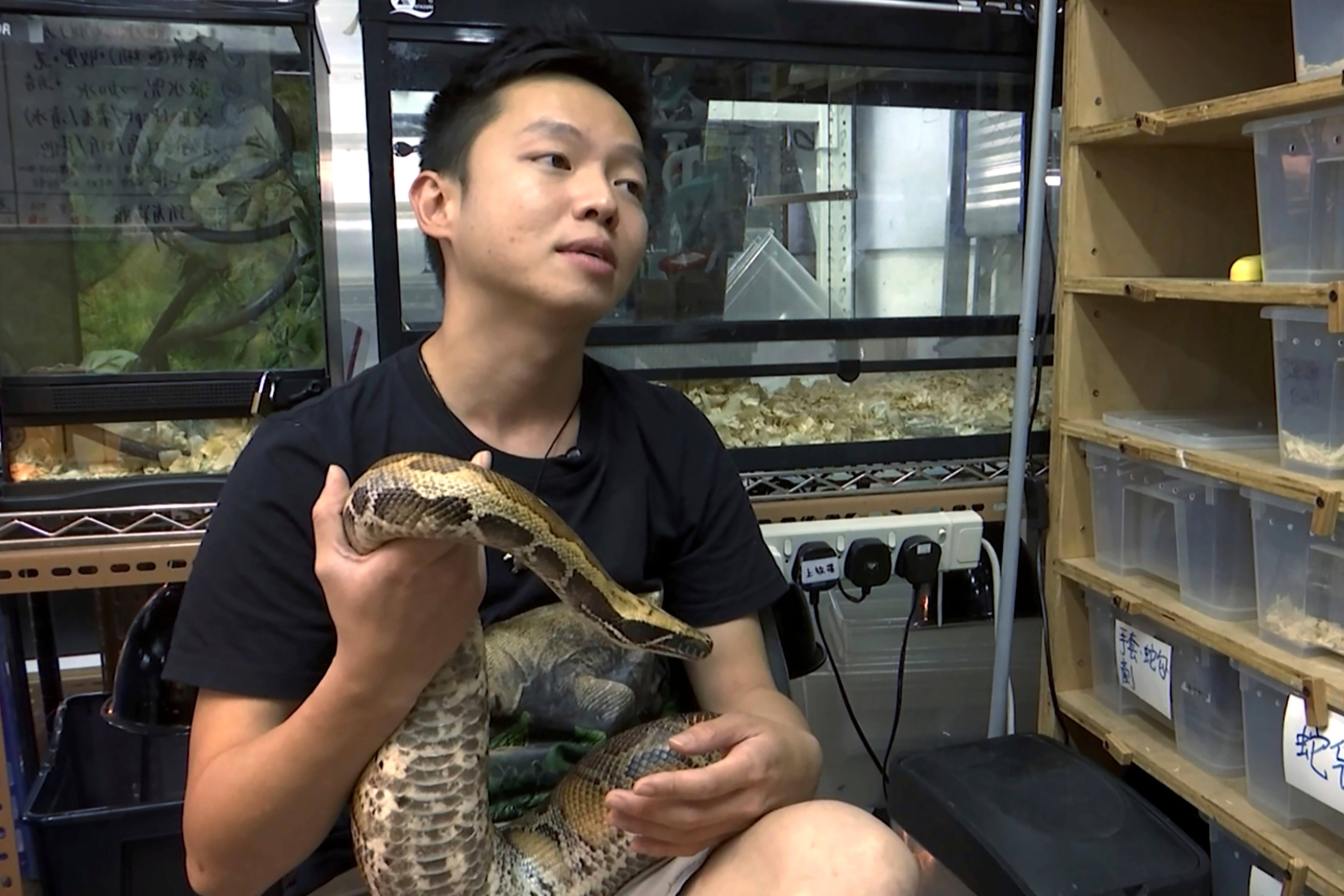 Hong Kong Snake Catcher