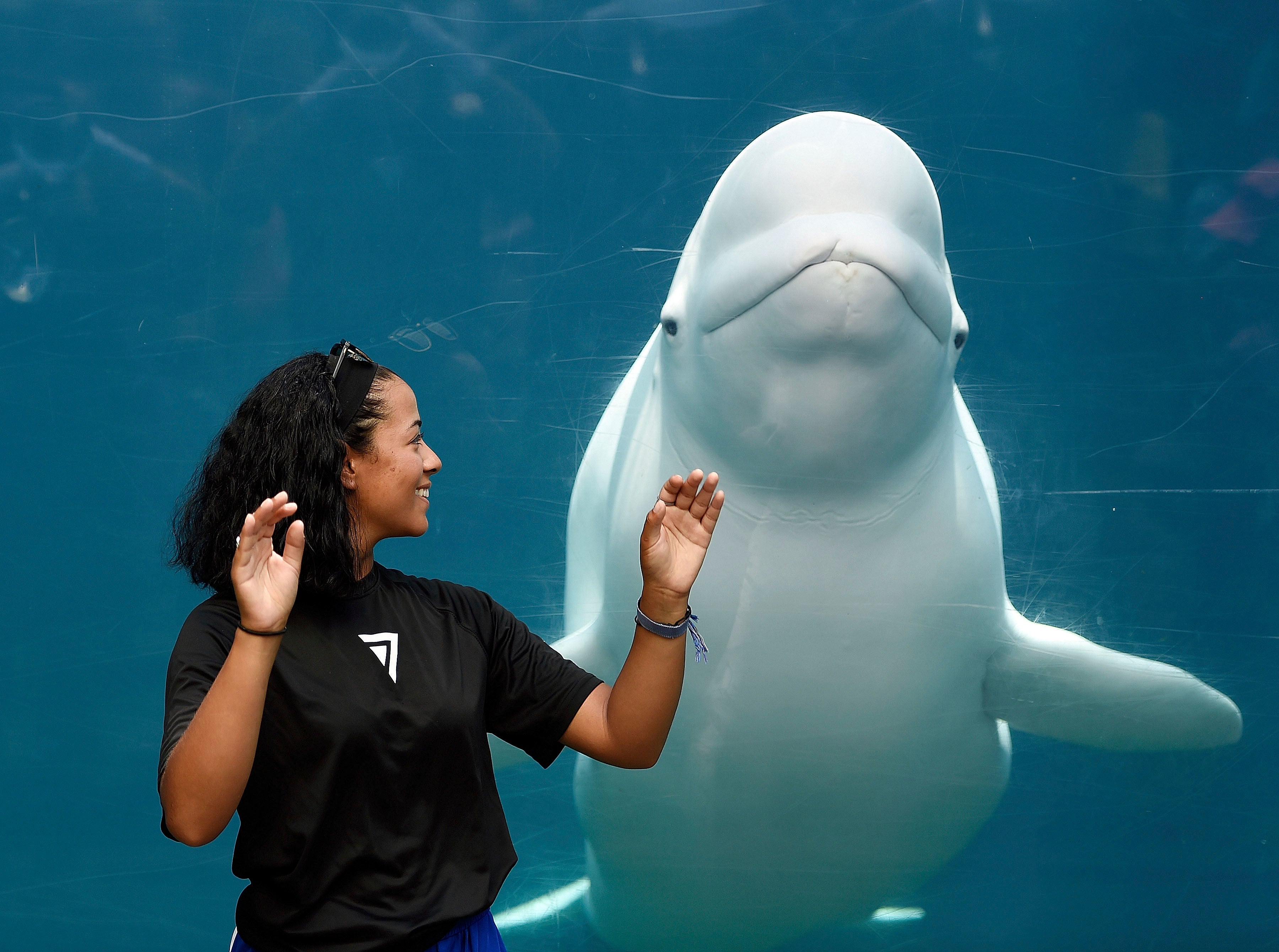 Aquarium Belugas Research