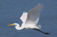Great white egret no longer rare bird as numbers boom in UK and Europe