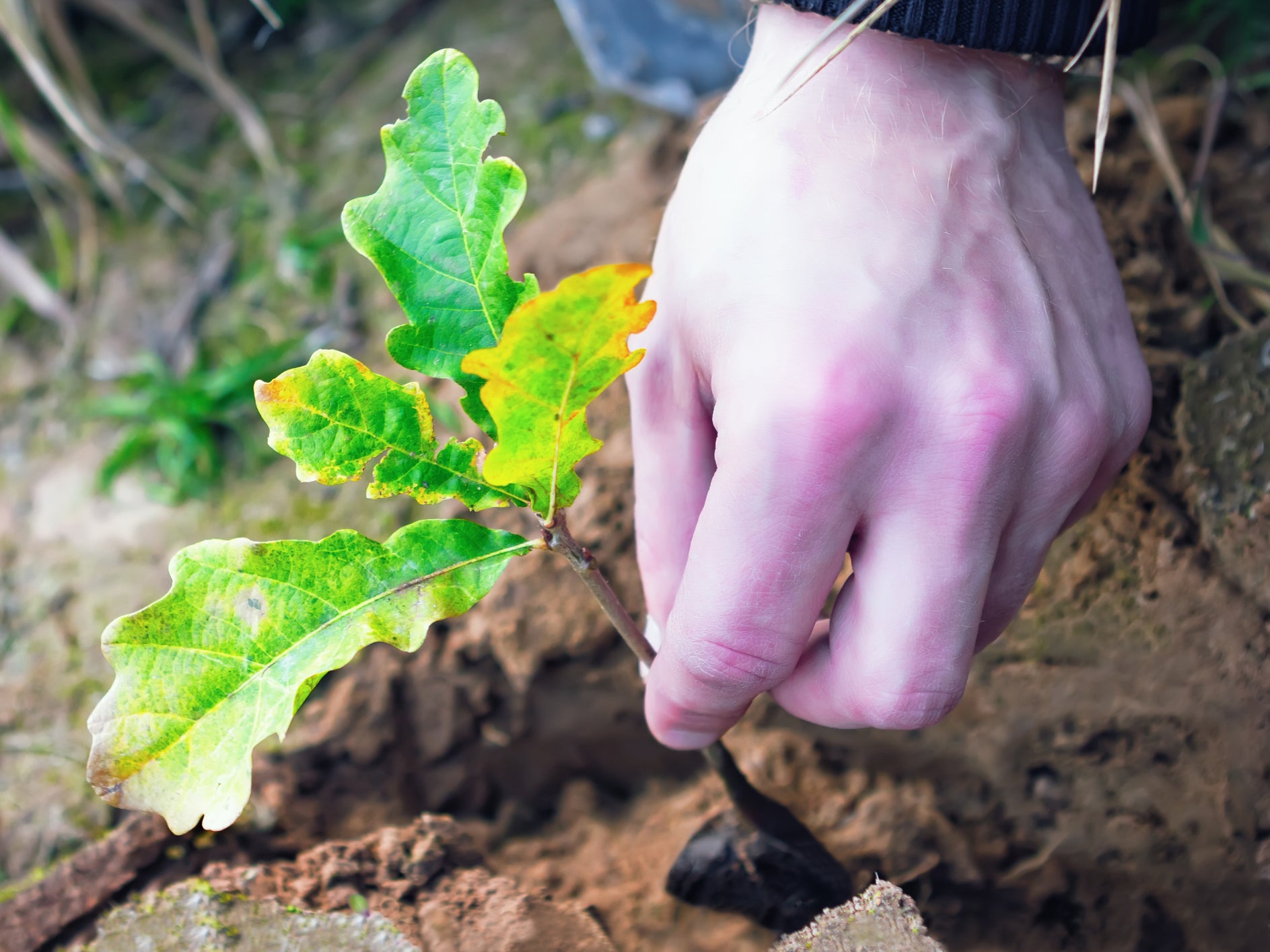 Hundreds of thousands of oak saplings could be burnt after demand for trees slumps, despite government promises to boost planting levels