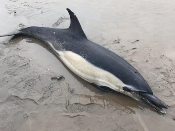 The six-foot-long common dolphin had washed up on the high tide