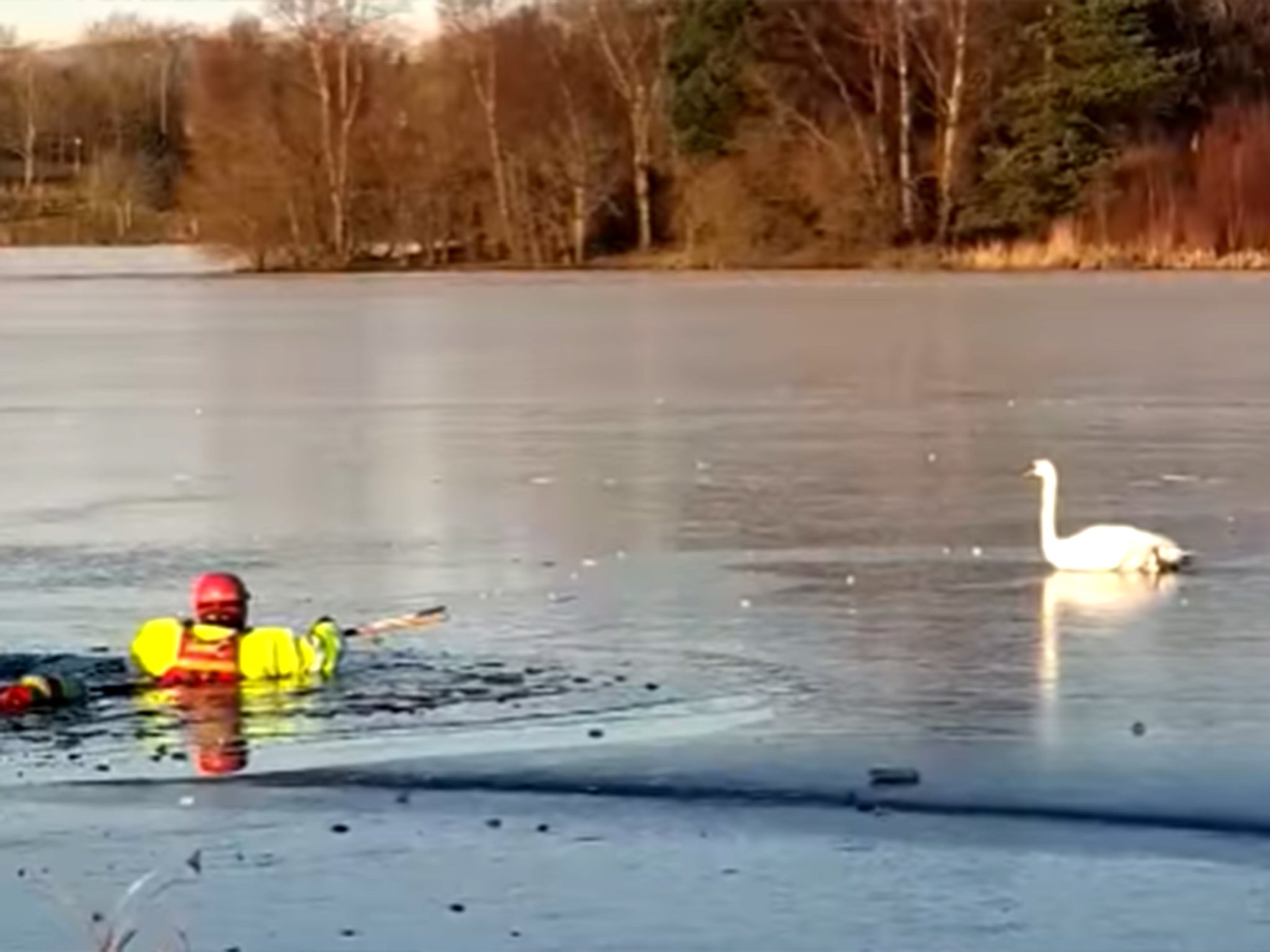 Firefighters waded around 60ft through the icy loch to rescue the swan