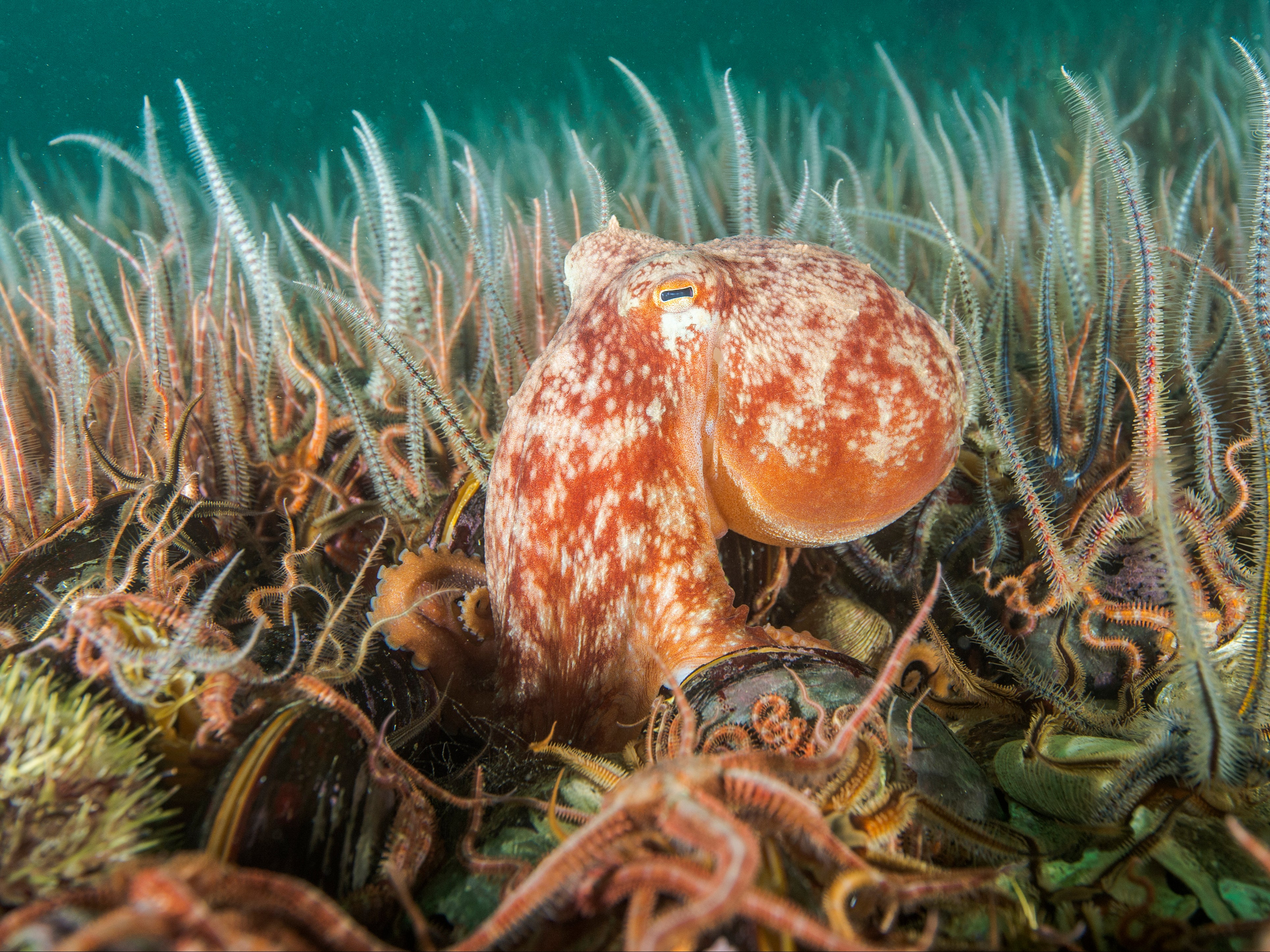 Curled octopus on a horse mussel bed off Shetland