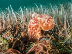 ‘Like bulldozing a national park’: Trawling destroying vital habitats