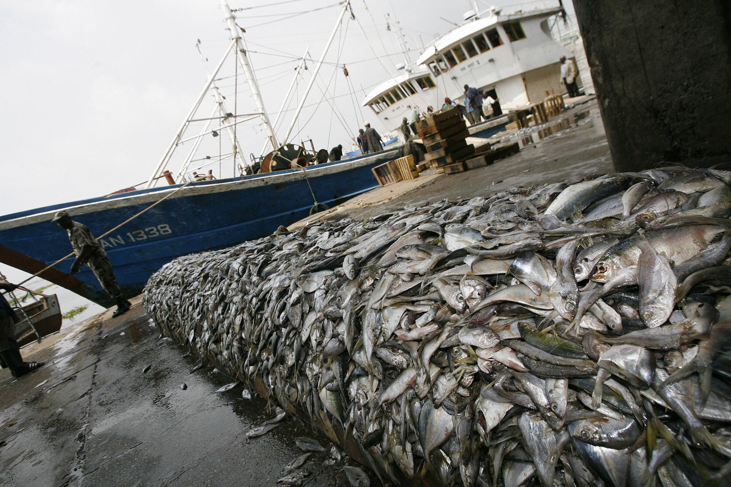 Fish from two Chinese ships which were intercepted using ‘bottom trawling’