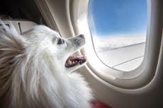 American Airlines will no longer allow emotional support animals on flights