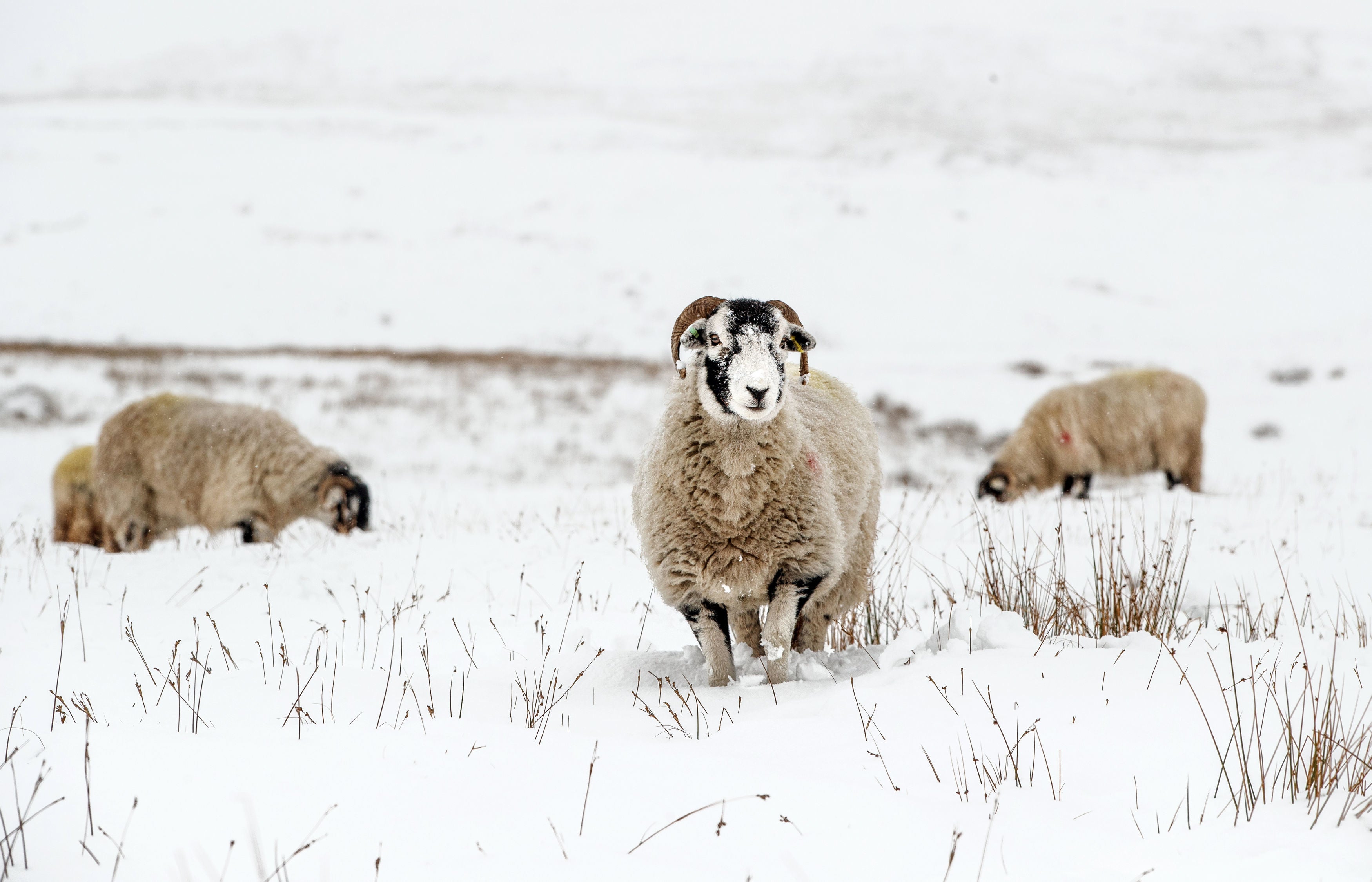 In parts of Scotland, it dipped to as low as -11C this morning