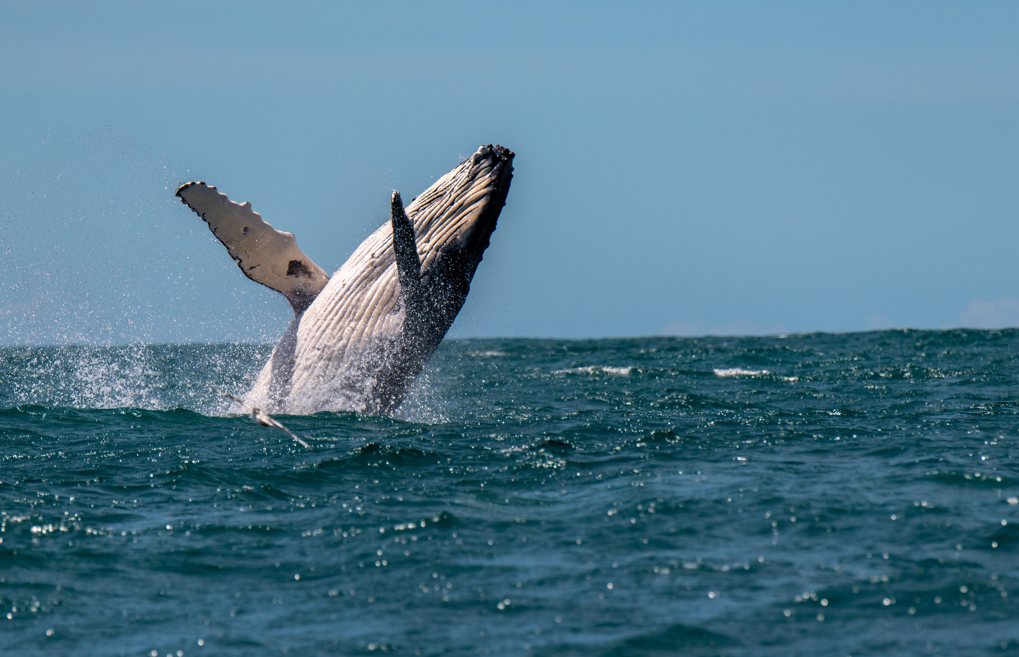 Humpback whales could face threats from environmental change, a study suggests