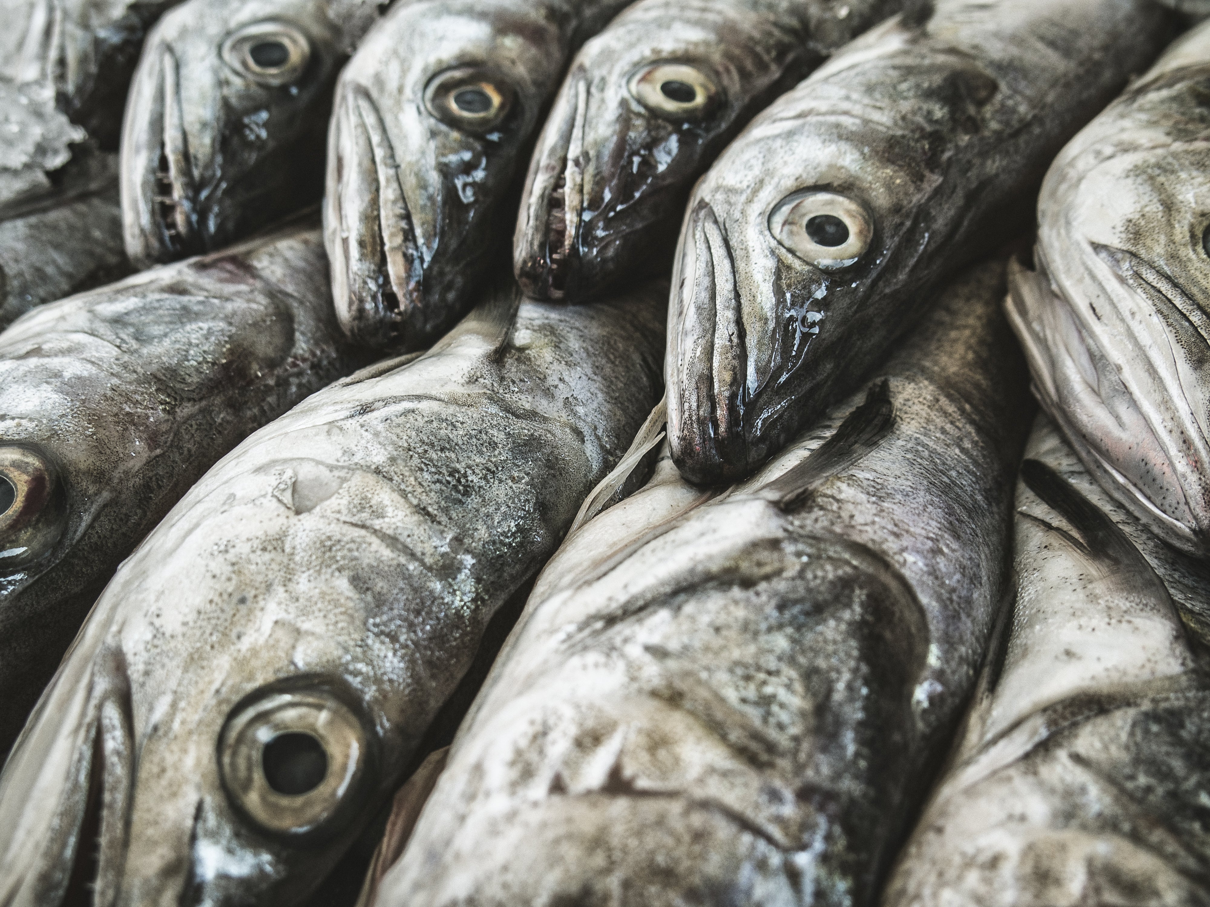 Supertrawlers can pull hundreds of tonnes of fish out of the sea each day, and with nets up to a mile long, the associated bycatch is of biblical proportions