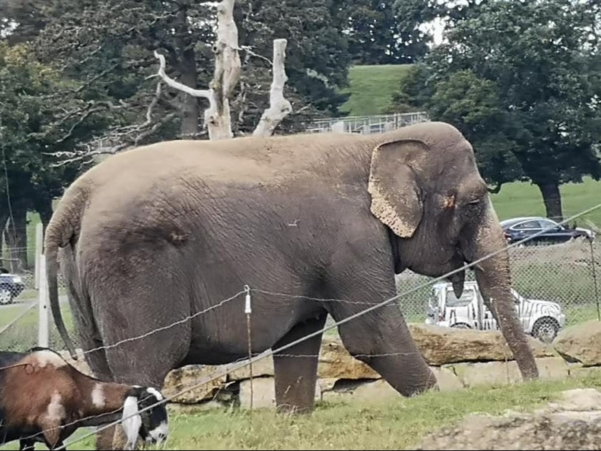 Cars drive past as Anne walks from her enclosure out into the open