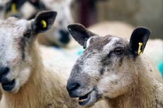 Government consults on gene editing for UK farms