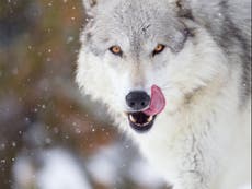 Feeding leftovers to wolves ‘may have helped domestication of dogs’