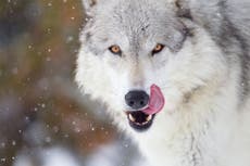 Feeding leftovers to wolves ‘may have helped domestication of dogs’