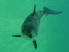 Harbour porpoises declining in North Sea, study suggests