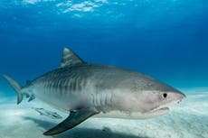 ‘Alarmingly high’ levels of toxic metals found in sharks in Bahamas