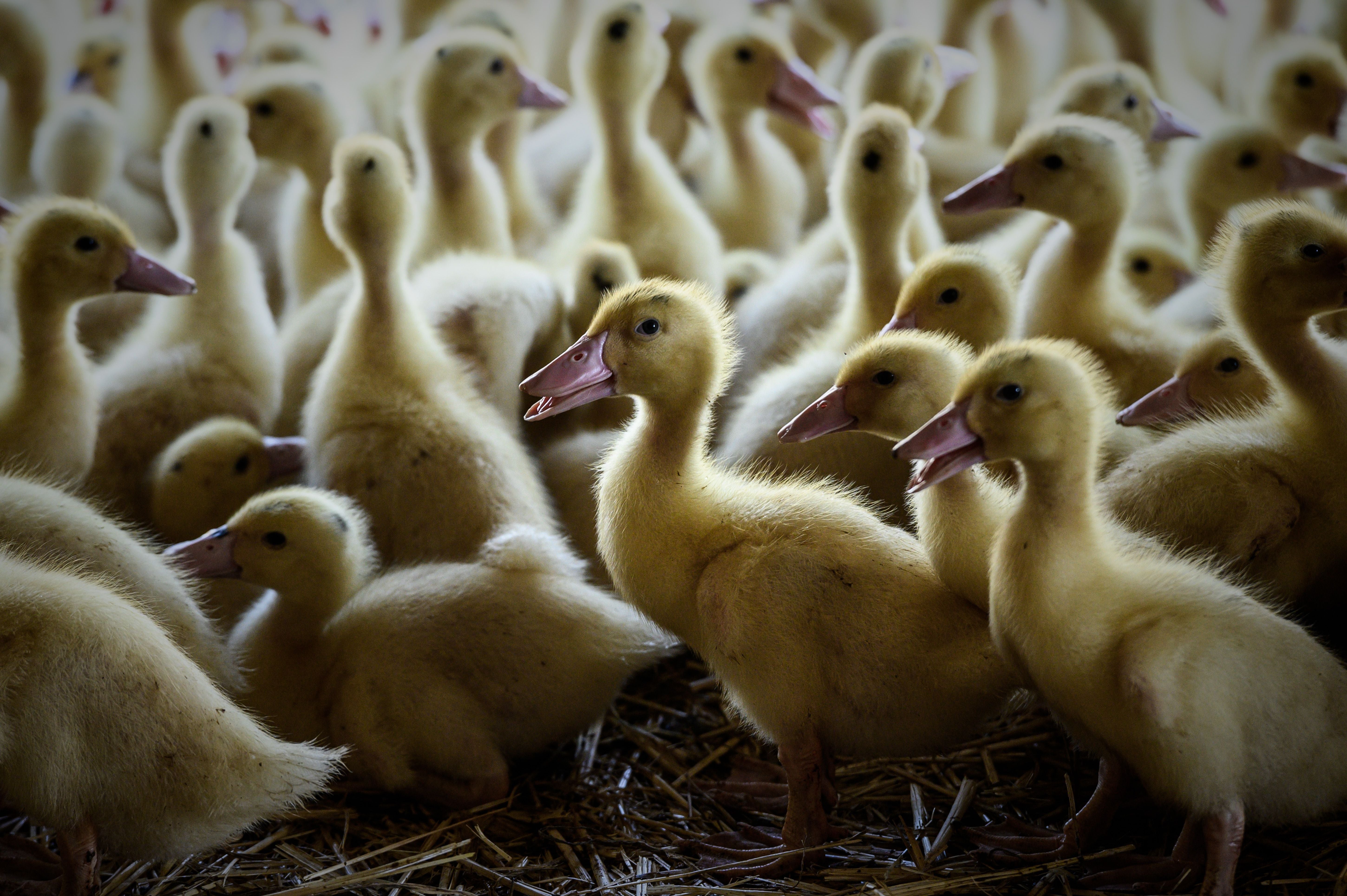 Southwestern France is known for its production of foie gras