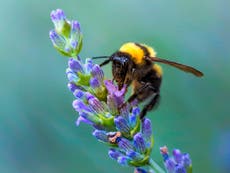 Government to let farmers use bee-killing pesticide banned by EU