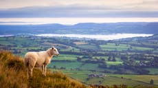 ‘You can’t furlough a dairy cow’: As a nation we’re guilty of taking our farmers for granted