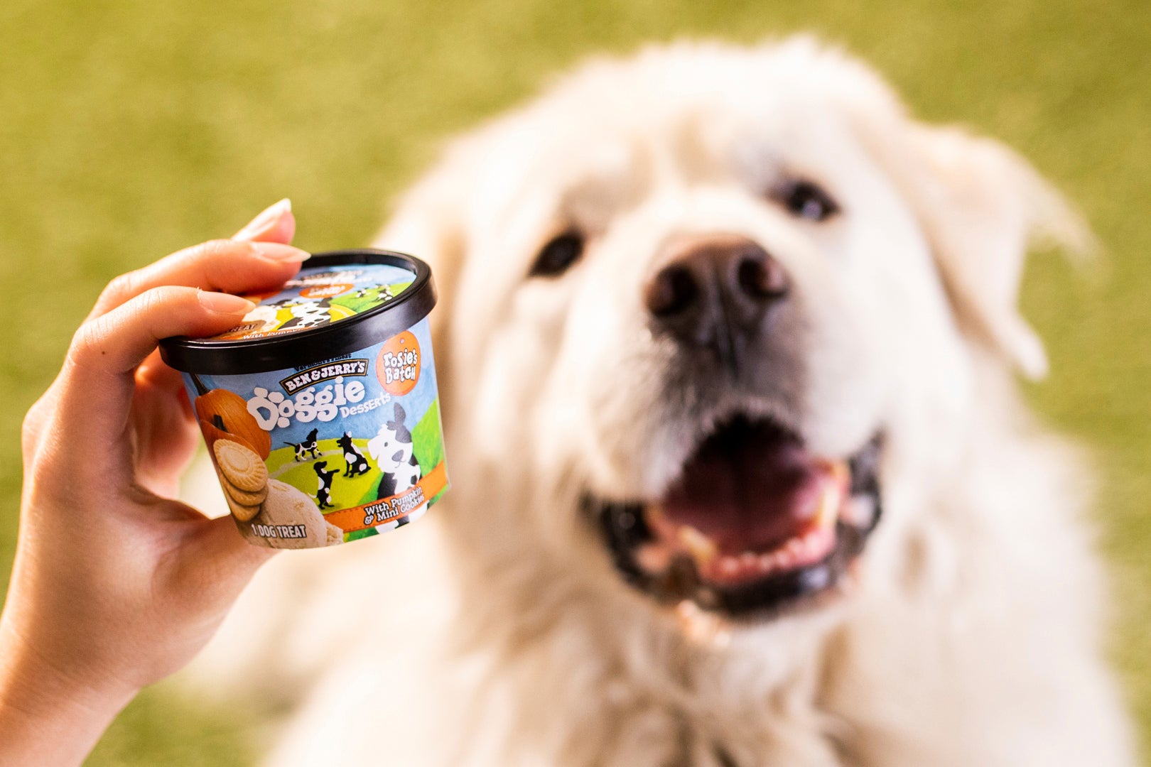 Ben & Jerrys Dog Treats