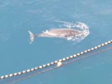 Fishermen drown whale trapped in Japan’s infamous cove