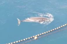 Fishermen kill whale trapped in Japan’s infamous cove by ‘forcing its head underwater’