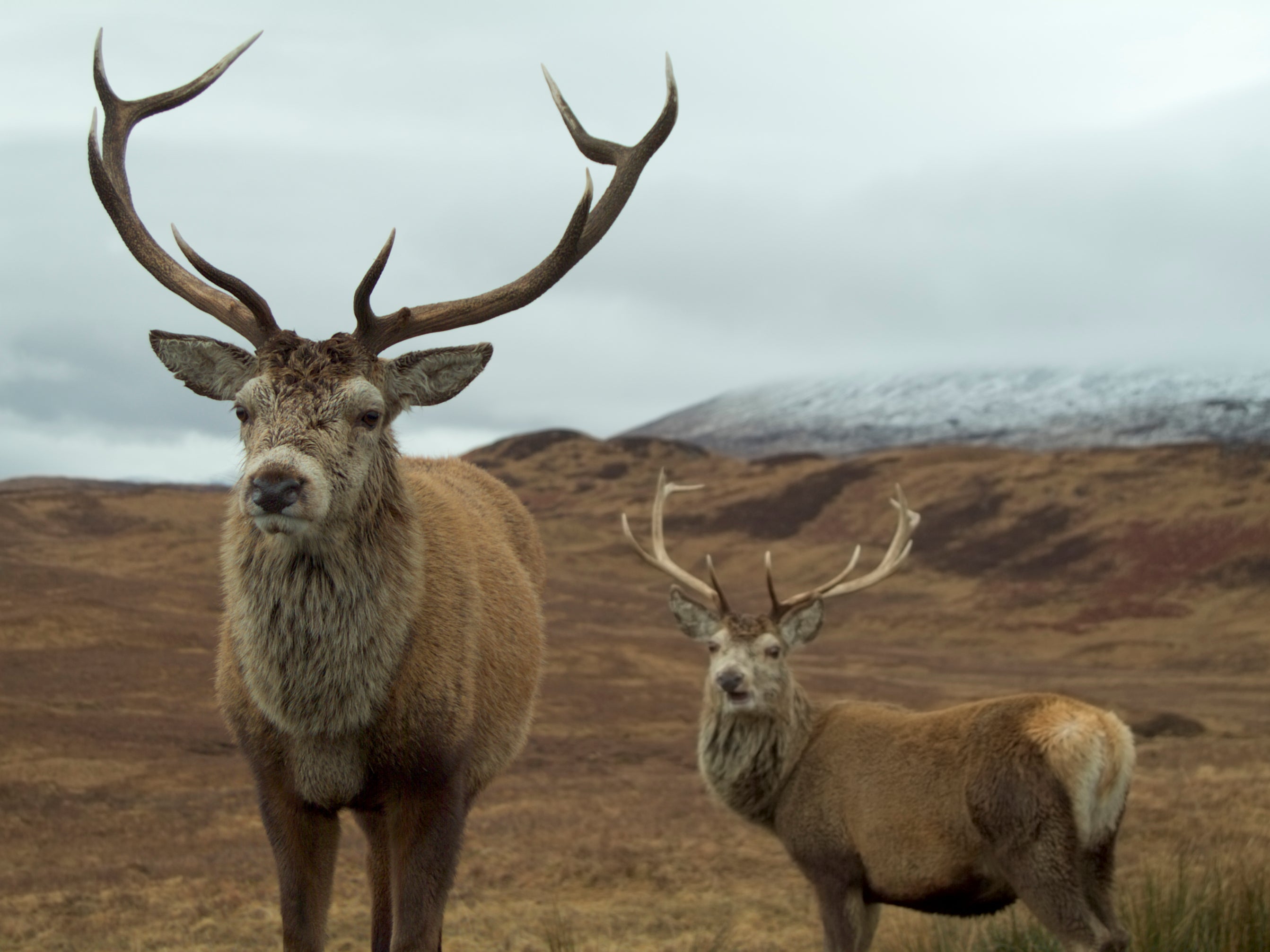 Deer selectively graze tree seedlings, reducing landscapes to impoverished tracts of heather and grass